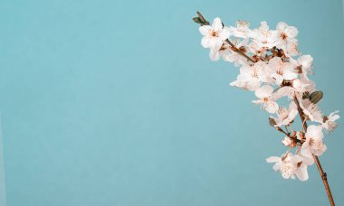 Güzel bahar elma eriği kiraz Japon sakura çiçek açan ağaç dalı açık mavi gökyüzü arka planında çiçek makrosu. Doğa canlandırma konsepti. Paskalya tebrik kartları ücretsiz metin kopyalama alanı