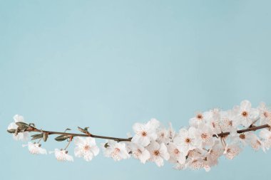 Güzel bahar elma eriği kiraz Japon sakura çiçek açan ağaç dalı açık mavi gökyüzü arka planında çiçek makrosu. Doğa canlandırma konsepti. Paskalya tebrik kartları ücretsiz metin kopyalama alanı
