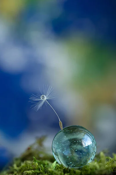 Hermosa Semilla Diente León Parada Gota Lluvia Rocío Agua Gota — Foto de Stock