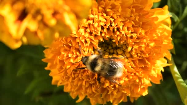 Yellow Bumble Bee Pollinates Colorful Marigold Collects Pollen Nectar Cleans — Stock Video