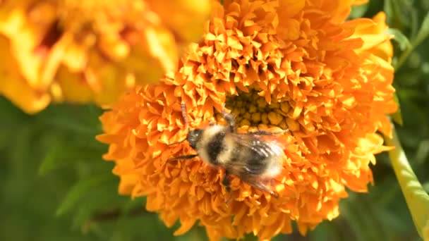 Gele Hommel Bestuift Kleurrijke Goudsbloem Verzamelt Stuifmeel Nectar Reinigt Antennes — Stockvideo