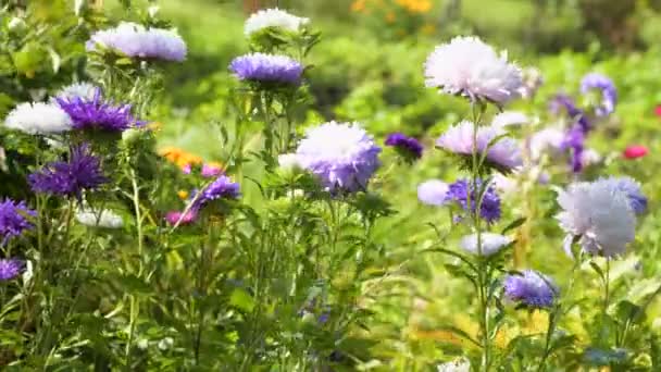 Πολύχρωμο Μοβ Βιολετί Χρώμα Αστέρια Λουλούδια Πράσινο Γρασίδι Υποκλίνοντας Αιολική — Αρχείο Βίντεο