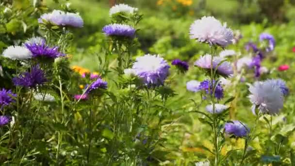 Bunte Lila Violette Astern Blühen Grünem Gras Das Sich Beugt — Stockvideo