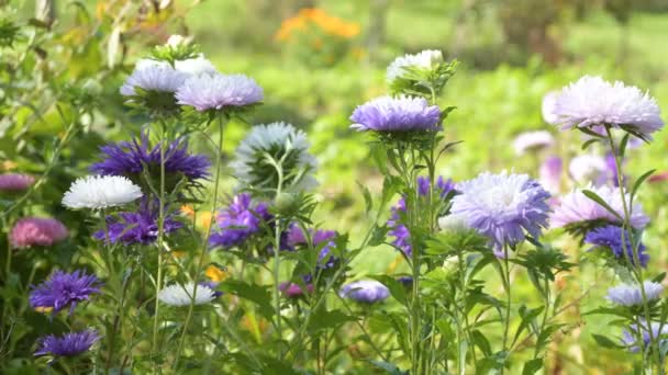 Colorido Roxo Violeta Cor Asters Flores Grama Verde Curvando Vento — Vídeo de Stock