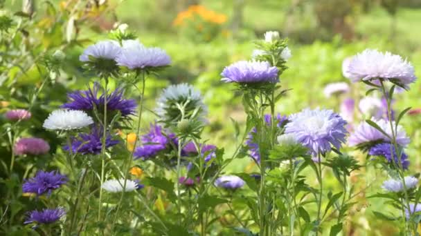 Färgglada Lila Violett Färg Aster Blommor Grönt Gräs Bugning Svängande — Stockvideo