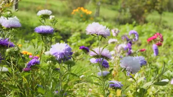 Bunte Lila Violette Astern Blühen Grünem Gras Das Sich Beugt — Stockvideo