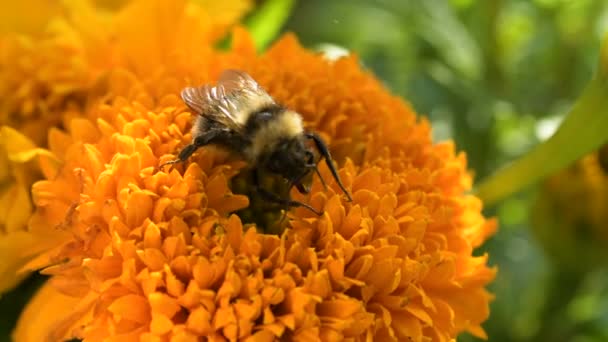 Bourdon Jaune Pollinise Souci Coloré Recueille Pollen Nectar Nettoie Les — Video