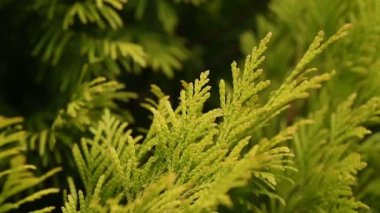 Thuja dalları yavaş çekimde rüzgarda hafifçe hareket eder. Yeşil ve sarı her zaman yeşil ağaç yaprakları sallanıyor, hafif esintide çit, bahar ya da yaz günü. Vahşi doğa ya da hava tahmini tasarım konsepti