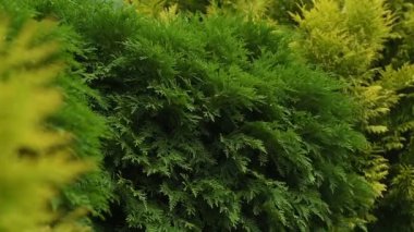 Thuja dalları yavaş çekimde rüzgarda hafifçe hareket eder. Yeşil ve sarı her zaman yeşil ağaç yaprakları sallanıyor, hafif esintide çit, bahar ya da yaz günü. Vahşi doğa ya da hava tahmini tasarım konsepti