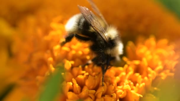 Gele Hommel Bestuift Kleurrijke Goudsbloem Verzamelt Stuifmeel Nectar Reinigt Antennes — Stockvideo