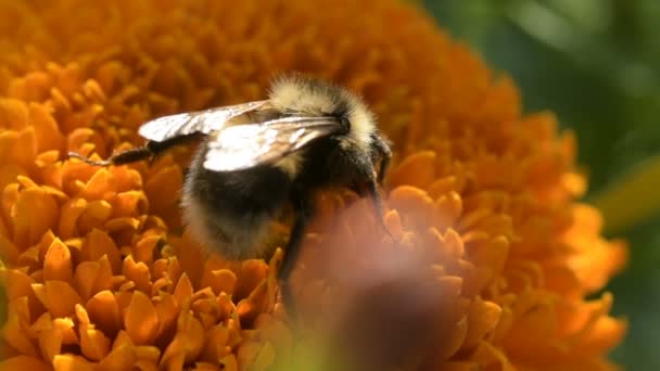 Amarillo Abejorro Abeja Poliniza Colorida Caléndula Recoge Polen Néctar Limpia — Vídeos de Stock