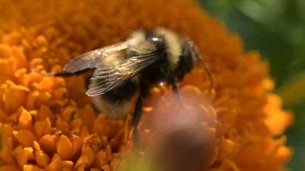 Gele Hommel Bestuift Kleurrijke Goudsbloem Verzamelt Stuifmeel Nectar Reinigt Antennes — Stockvideo