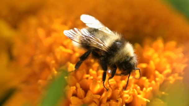 Sarı Yaban Arısı Renkli Kadife Çiçeğini Tozlaştırır Polen Toplar Nektar — Stok video