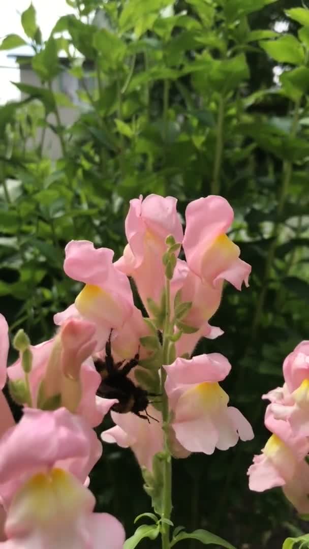 Gele Hommel Bestuift Kleurrijke Snapdragon Kieuwbloem Verzamelt Stuifmeel Shakes Benen — Stockvideo