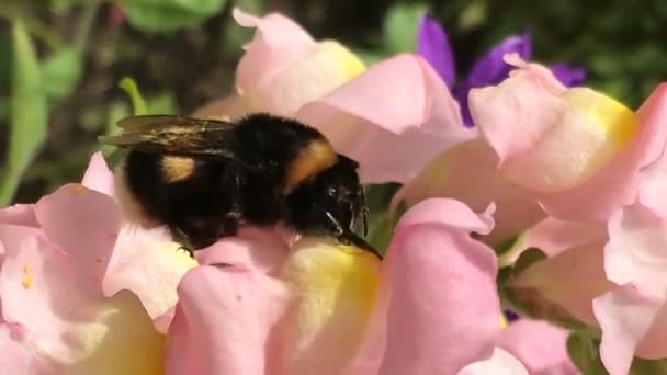 Gelbe Hummel Bestäubt Bunte Kiemenkiemen Sammelt Pollen Schüttelt Die Beine — Stockvideo