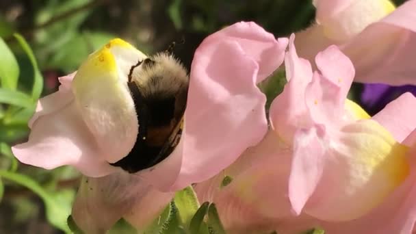 Ape Calabrone Giallo Impollina Colorato Gillyflower Snapdragon Raccoglie Polline Scuote — Video Stock