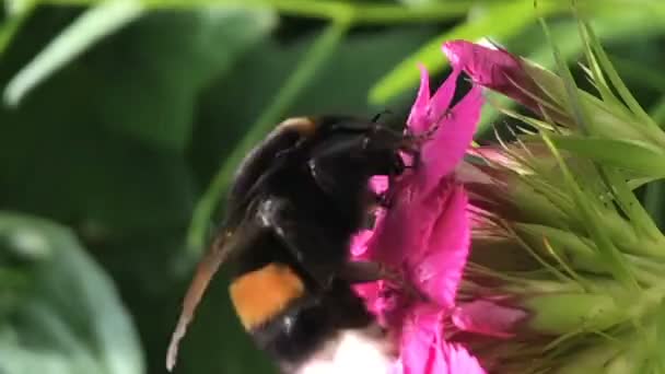 Yellow Bumble Bee Pollinates Colorful Snapdragon Gillyflower Collects Pollen Shakes — Stock Video