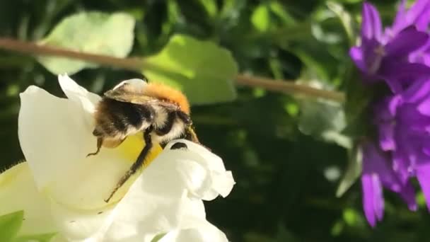 Gele Hommel Bestuift Kleurrijke Snapdragon Kieuwbloem Verzamelt Stuifmeel Shakes Benen — Stockvideo