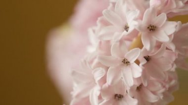 Sümbül 'ün güzel pembe çiçekleri açık mavi arka planda dönüyor. Tasarım ve çiçekçilik konsepti
