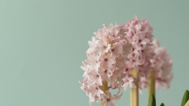 Beautiful Pink Flowers Hyacinth Whirl Light Blue Background Design Floral — Stock Video