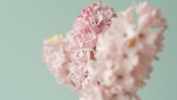 Sümbül Güzel Pembe Çiçekleri Açık Mavi Arka Planda Dönüyor Tasarım — Stok video
