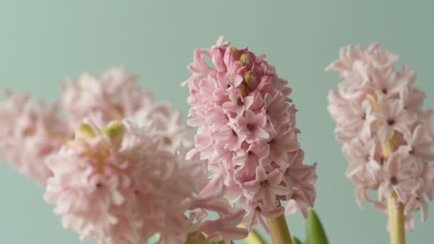 水色の背景にヒヤシンスの渦巻きの美しいピンクの花 花とデザインのコンセプト — ストック動画