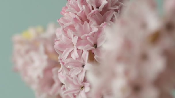 Schöne Rosafarbene Blüten Der Hyazinthe Wirbeln Auf Hellblauem Hintergrund Design — Stockvideo