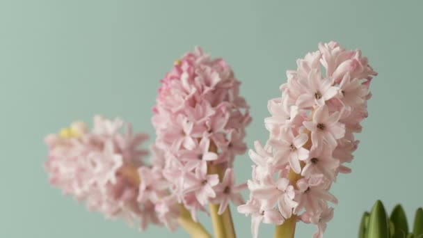 水色の背景にヒヤシンスの渦巻きの美しいピンクの花 花とデザインのコンセプト — ストック動画