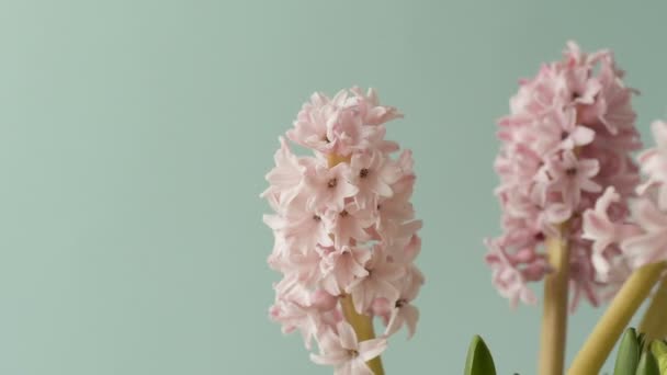Schöne Rosafarbene Blüten Der Hyazinthe Wirbeln Auf Hellblauem Hintergrund Design — Stockvideo