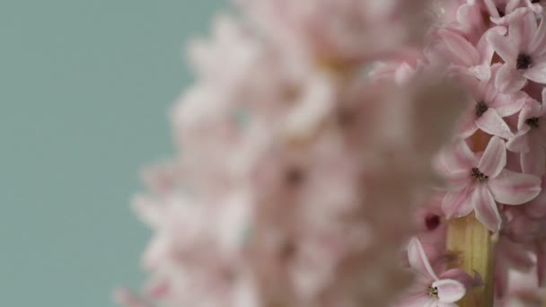 Gyönyörű Rózsaszín Virágok Jácint Örvény Egy Világoskék Háttér Tervezési Virágpiaci — Stock videók
