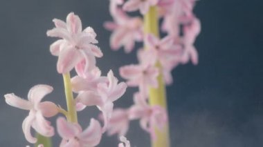 Pembe, altın ve yeşil renkte renkli Paskalya yumurtaları pembe ve mor sümbül çiçekleriyle bulanık yeşil arka planda dönen samanların üzerinde yatar. Bahar Hıristiyan bayramı tasarım konsepti