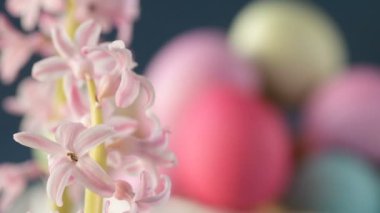 Pembe, altın ve yeşil renkte renkli Paskalya yumurtaları pembe ve mor sümbül çiçekleriyle bulanık yeşil arka planda dönen samanların üzerinde yatar. Bahar Hıristiyan bayramı tasarım konsepti