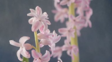 Pembe, altın ve yeşil renkte renkli Paskalya yumurtaları pembe ve mor sümbül çiçekleriyle bulanık yeşil arka planda dönen samanların üzerinde yatar. Bahar Hıristiyan bayramı tasarım konsepti