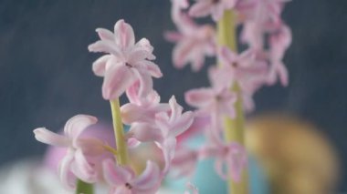 Pembe, altın ve yeşil renkte renkli Paskalya yumurtaları pembe ve mor sümbül çiçekleriyle bulanık yeşil arka planda dönen samanların üzerinde yatar. Bahar Hıristiyan bayramı tasarım konsepti