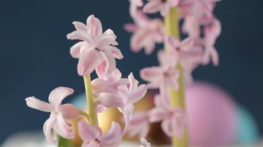 Pembe, altın ve yeşil renkte renkli Paskalya yumurtaları pembe ve mor sümbül çiçekleriyle bulanık yeşil arka planda dönen samanların üzerinde yatar. Bahar Hıristiyan bayramı tasarım konsepti