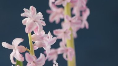 Pembe, altın ve yeşil renkte renkli Paskalya yumurtaları pembe ve mor sümbül çiçekleriyle bulanık yeşil arka planda dönen samanların üzerinde yatar. Bahar Hıristiyan bayramı tasarım konsepti