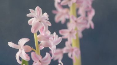 Pembe, altın ve yeşil renkte renkli Paskalya yumurtaları pembe ve mor sümbül çiçekleriyle bulanık yeşil arka planda dönen samanların üzerinde yatar. Bahar Hıristiyan bayramı tasarım konsepti