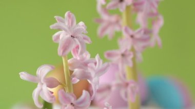 Pembe, altın ve yeşil renkte renkli Paskalya yumurtaları pembe ve mor sümbül çiçekleriyle bulanık yeşil arka planda dönen samanların üzerinde yatar. Bahar Hıristiyan bayramı tasarım konsepti