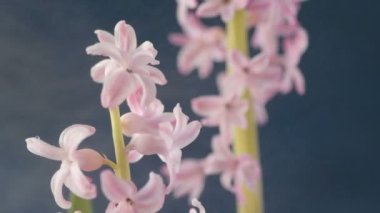 Pembe, altın ve yeşil renkte renkli Paskalya yumurtaları pembe ve mor sümbül çiçekleriyle bulanık yeşil arka planda dönen samanların üzerinde yatar. Bahar Hıristiyan bayramı tasarım konsepti