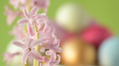 Pembe, altın ve yeşil renkte renkli Paskalya yumurtaları pembe ve mor sümbül çiçekleriyle bulanık yeşil arka planda dönen samanların üzerinde yatar. Bahar Hıristiyan bayramı tasarım konsepti