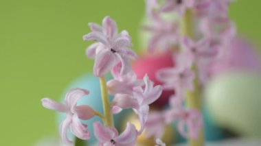 Pembe, altın ve yeşil renkte renkli Paskalya yumurtaları pembe ve mor sümbül çiçekleriyle bulanık yeşil arka planda dönen samanların üzerinde yatar. Bahar Hıristiyan bayramı tasarım konsepti