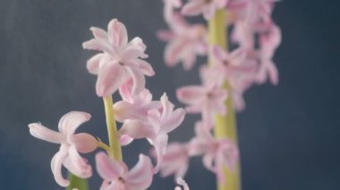 Pembe, altın ve yeşil renkte renkli Paskalya yumurtaları pembe ve mor sümbül çiçekleriyle bulanık yeşil arka planda dönen samanların üzerinde yatar. Bahar Hıristiyan bayramı tasarım konsepti