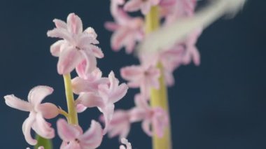 Pembe, altın ve yeşil renkte renkli Paskalya yumurtaları pembe ve mor sümbül çiçekleriyle bulanık yeşil arka planda dönen samanların üzerinde yatar. Bahar Hıristiyan bayramı tasarım konsepti