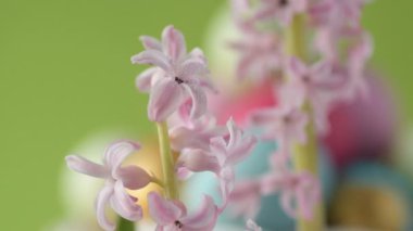 Pembe, altın ve yeşil renkte renkli Paskalya yumurtaları pembe ve mor sümbül çiçekleriyle bulanık yeşil arka planda dönen samanların üzerinde yatar. Bahar Hıristiyan bayramı tasarım konsepti