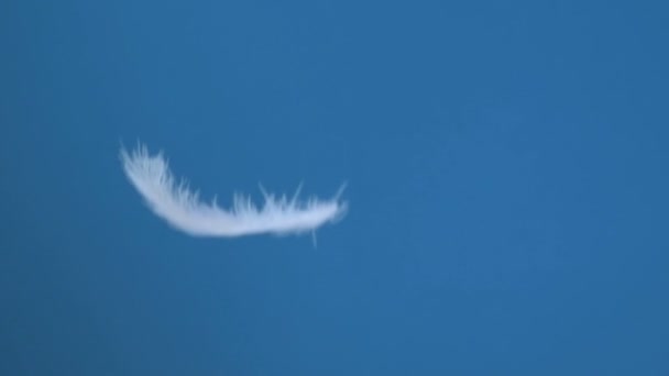 Chute Lente Plumes Blanches Sur Fond Bleu Ciel Printemps Vacances — Video