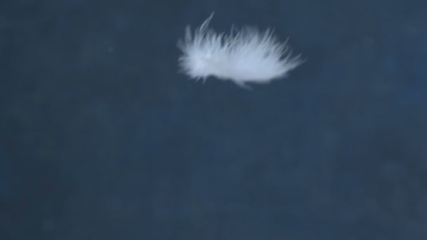 Αργή Πτώση Των Λευκών Φτερών Πάνω Ένα Γαλάζιο Ουρανό Φόντο — Αρχείο Βίντεο