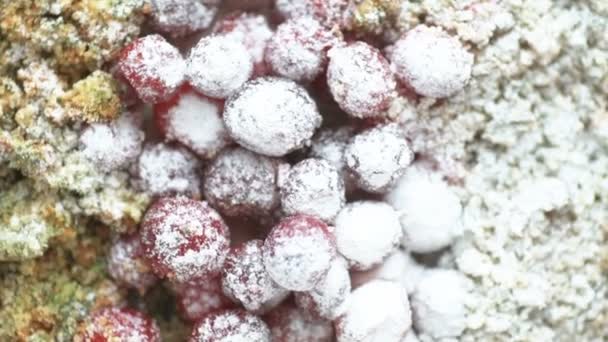 Torta Vegana Con Spinaci Decorati Con Mirtilli Rossi Che Girano — Video Stock