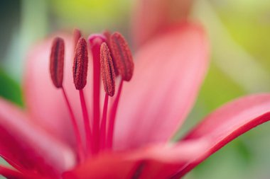 Azgın zambak çiçeği makrosu. Stamens, polen ve pistil yakın çekim. Lilium Royal Parade çeşitliliği, Yumuşak odak