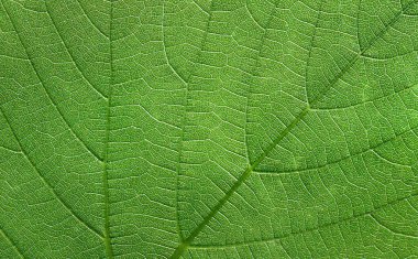 Üzüm yaprağının dokusu. Yaz arkaplanı, kopyalama alanı olan pankart