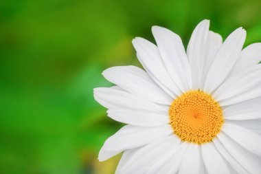 Yeşil doğal arka planda papatya çiçeği makrosu. Yaz arkaplanı, kopyalama alanı olan pankart
